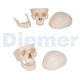 Anatomischer Schädel 3 Teile Weiss
